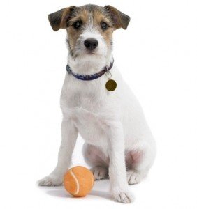Jack Russell Terrier Puppy