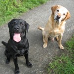 Sam and Bertie