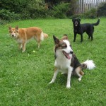 Scooby, Roxy and Jim in a garden